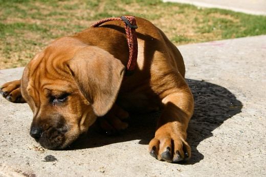 Hvordan overbevise foreldrene dine om å la deg få en liten hund. Lag en gjennomtenkt, dyptfølt presentasjon om hvorfor du bør ha en hund.
